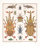 Various Species Of Beetle by Stephen Burt