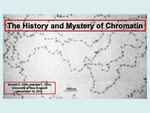 The History And Mystery Of Chromatin by Ada L. Olins and Donald E. Olins