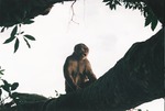 Monkey by Steven Eric Byrd