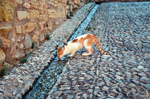 Cat at Alhambra by Steven Eric Byrd